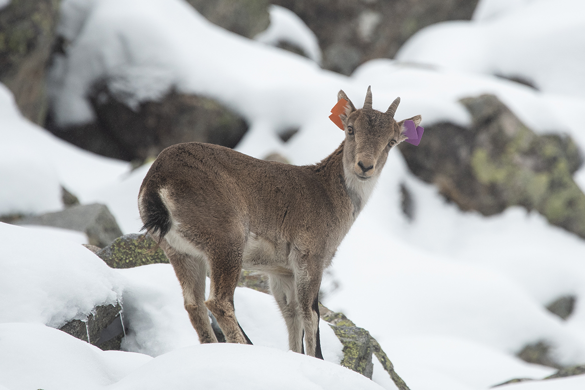 Hembra joven marcada © Julien Canet