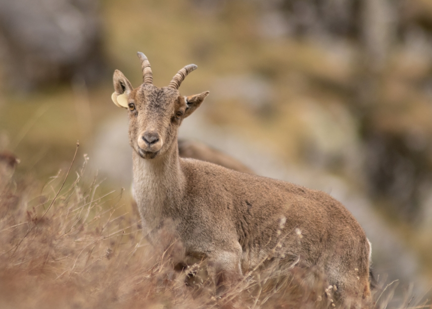 Hembra © Julien Canet © Julien Canet