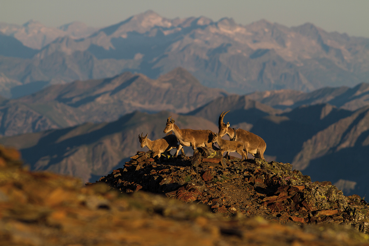 Famille de bouquetin © Jordi Estèbe