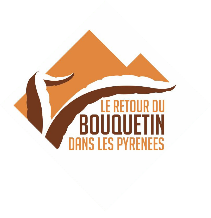 Bouquetin des Pyrénées