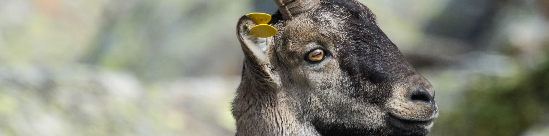 Cabras monteses : ¿ Cómo observarlas sin molestarlas ?